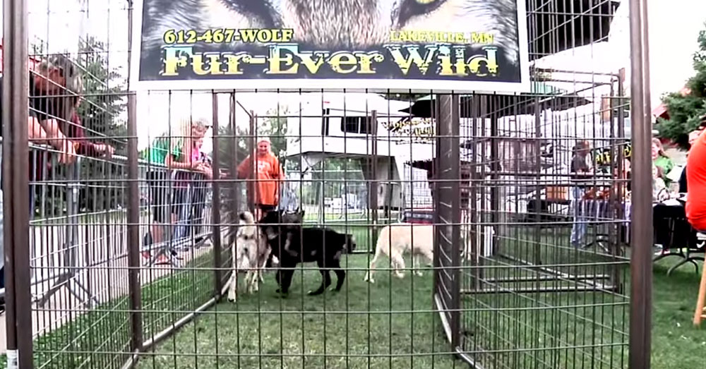 Source: YouTube/Elko Speedway Gray wolves are containeds in a Fur-Ever Wild exhibit at a Minnesota raceway.
