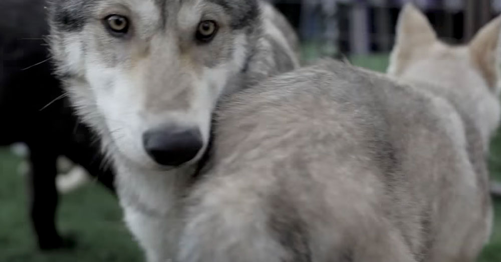 Source: YouTube/Elko Speedway Gray wolves in a Fur-Ever Wild exhibit.