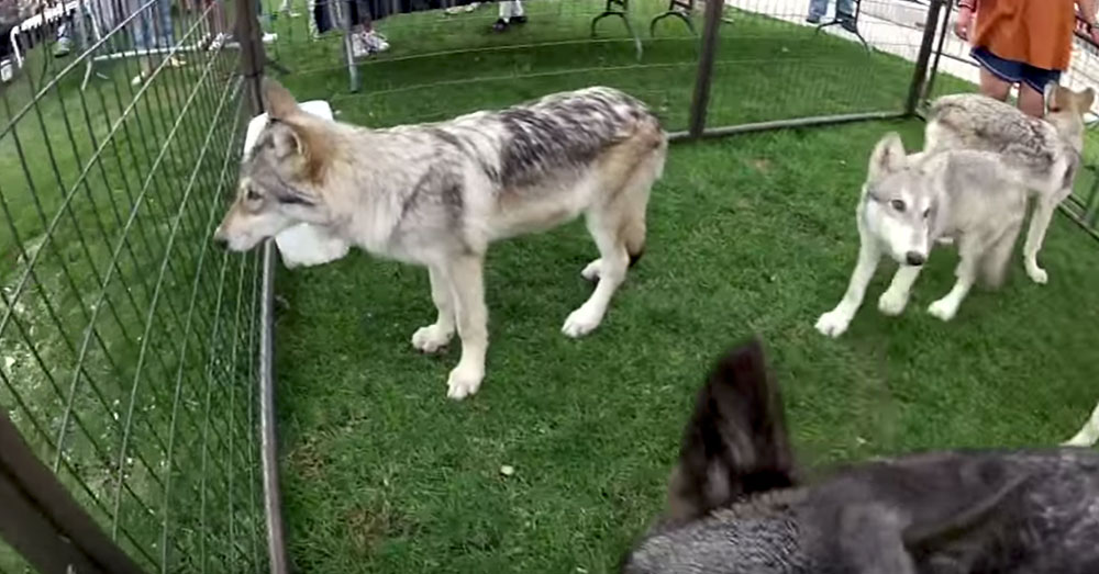 Source: YouTube/Elko Speedway Gray wolves in the Fur-Ever Wil;d exhibit.