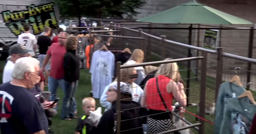 Source: YouTube/Elko Speedway People at a Minnesota raeway observe Gray wolves in a Fur-Ever Wild exhibit.