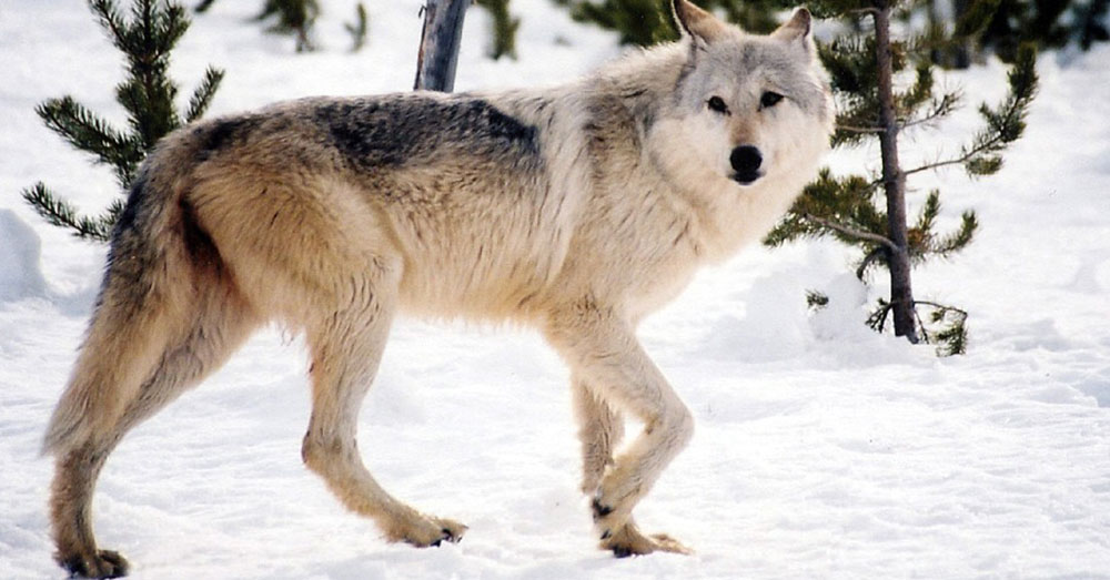 Source: Pixabay A Gray Wolf.