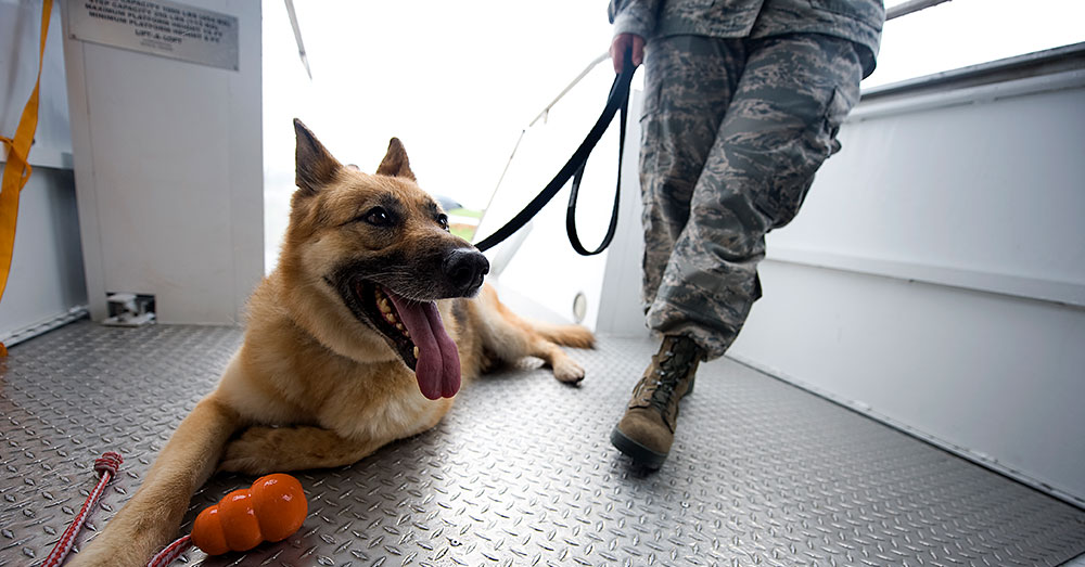 Source: U.S. Air Force A Belgian Malinois is trained for service as a Military Working Dog.