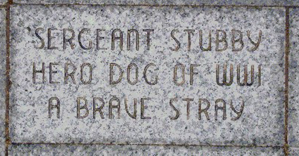 Source: Wikimedia Commons Sgt. Stubby was laid to rest a true hero.