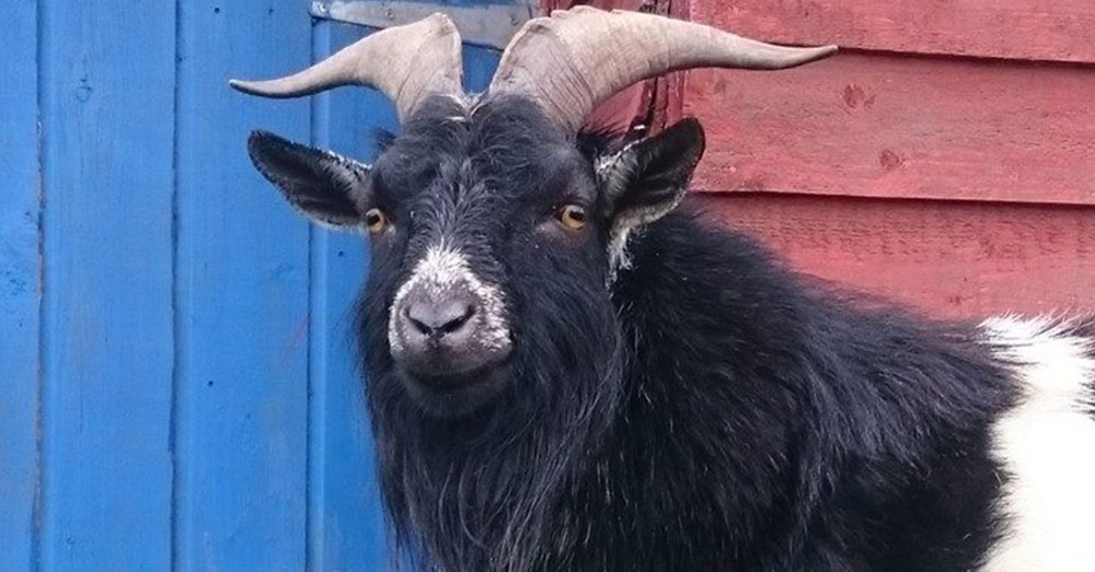 Source: Facebook/Animal Ethics Gabriel, a survivor of the Killing Fields of West Dublin.