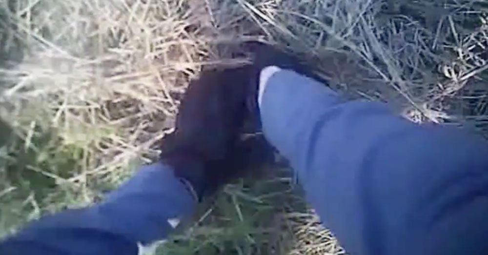 Source: Facebook/Henrico County Police Officer McGuire searches through the grass.