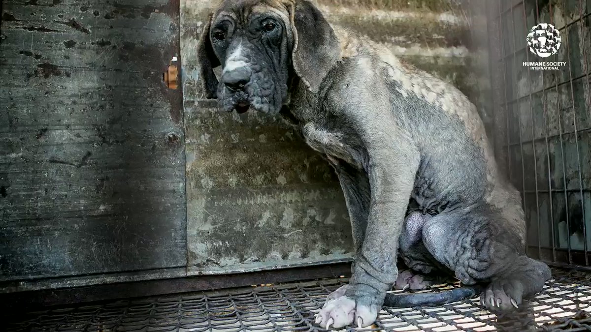 HSUS