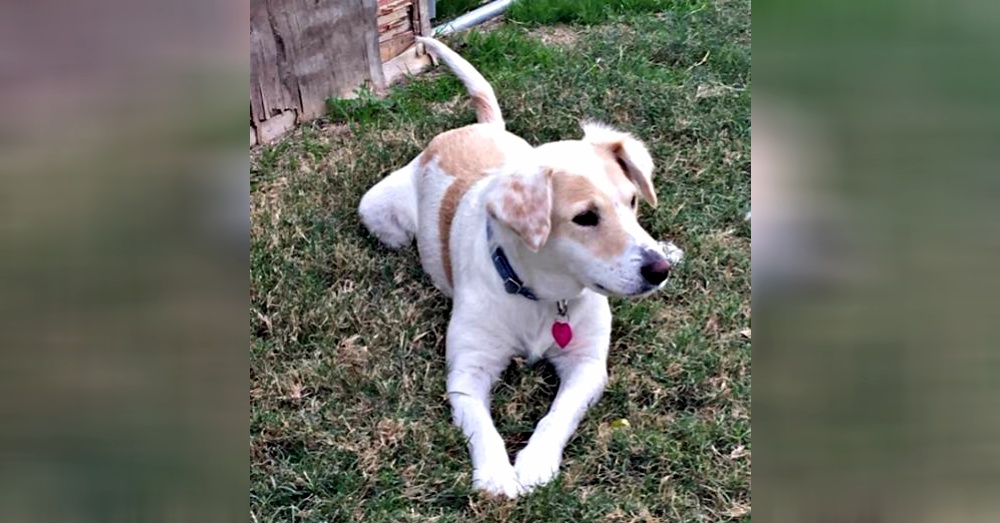 Photo:Petfinder