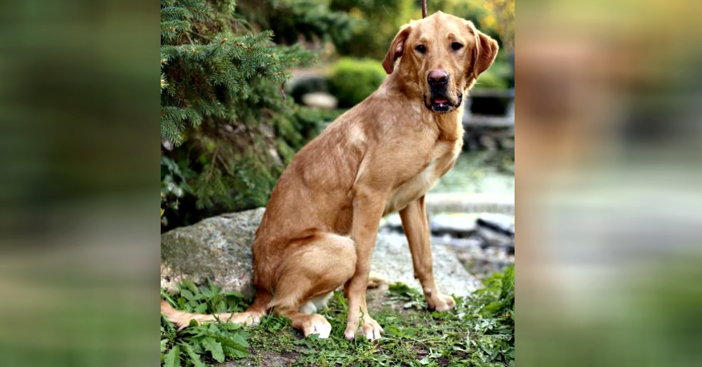 Photo:Petfinder