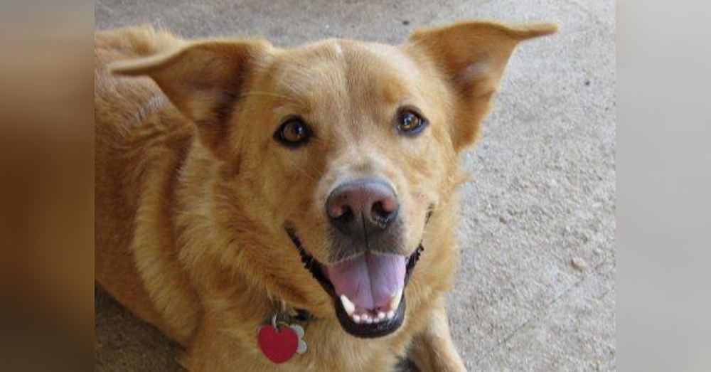 Photo:Petfinder