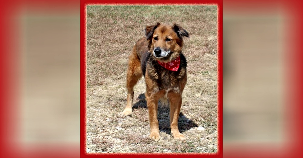 Photo:Petfinder