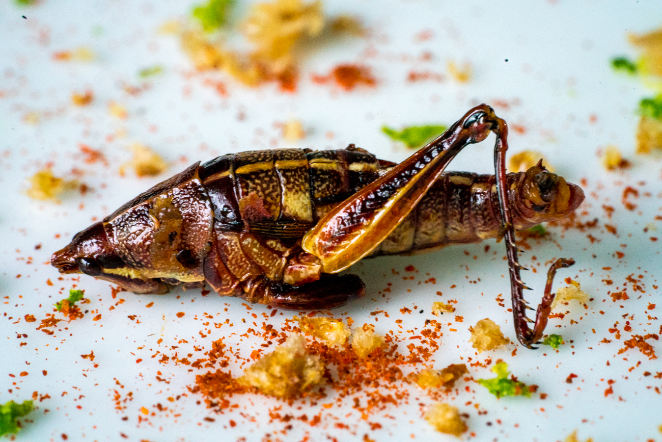 Crispy Cricket Tacos 6