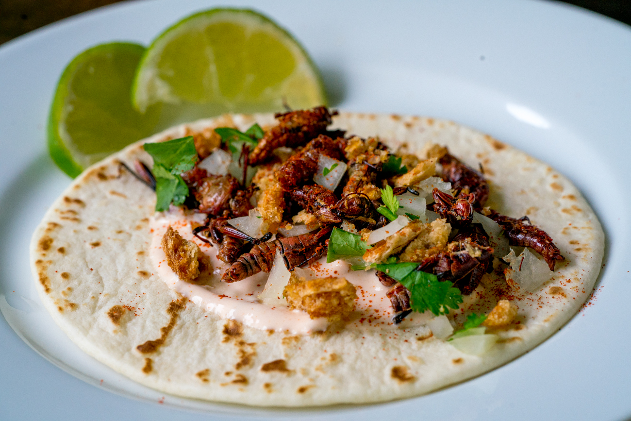 Crispy Cricket Tacos 7