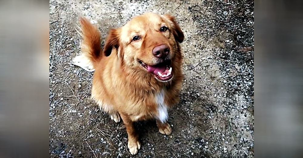 Photo:Petfinder