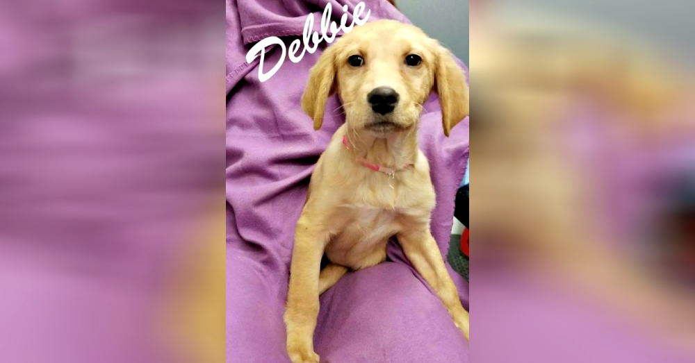 Photo:Petfinder