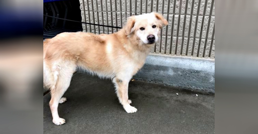 Photo:Petfinder