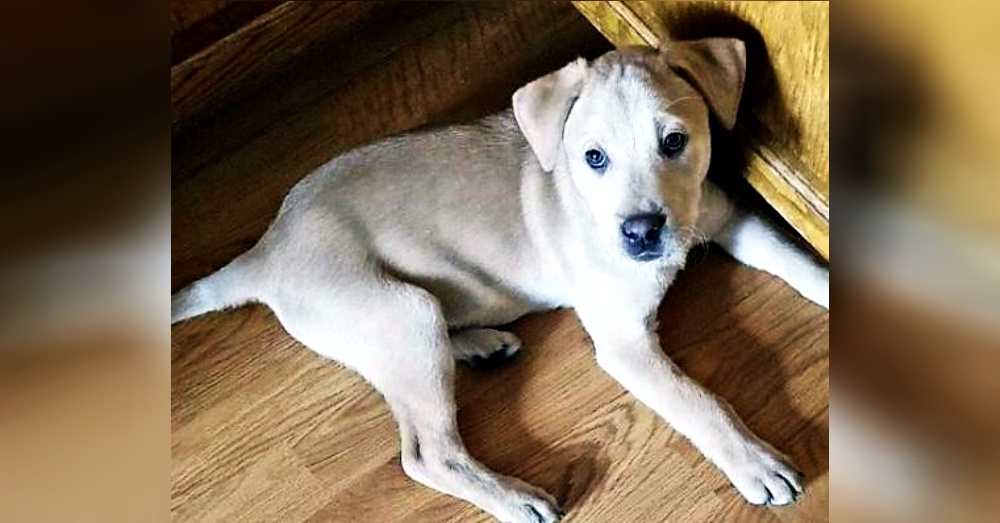 Photo:Petfinder