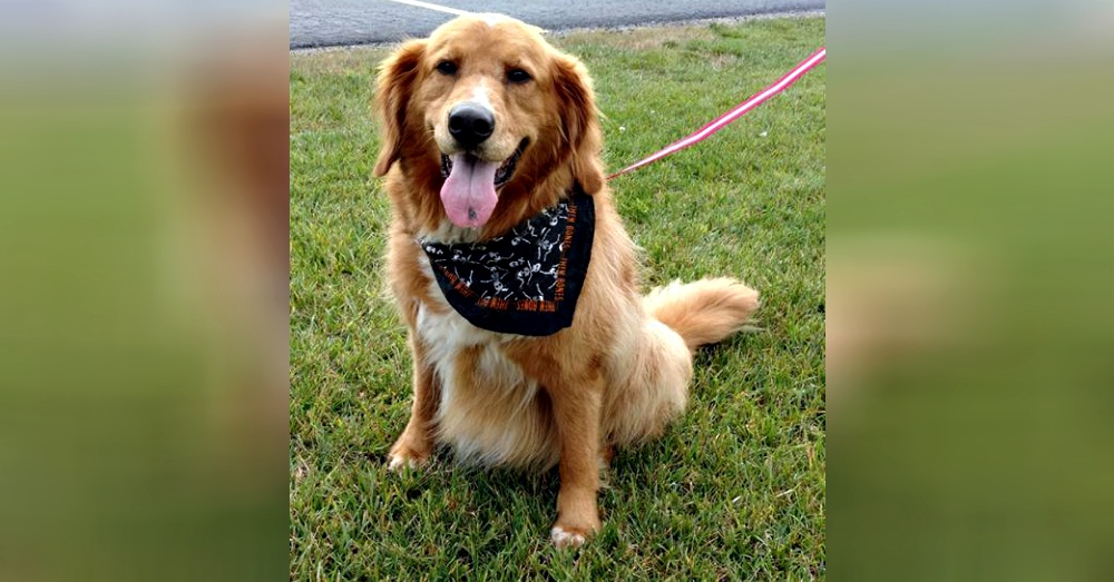 Photo:Petfinder