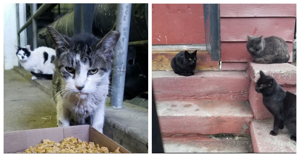 Photo: Facebook/Paul the Cat Guy