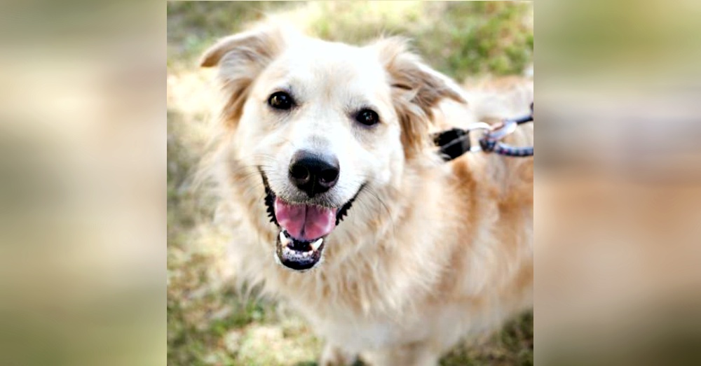 Photo:Petfinder