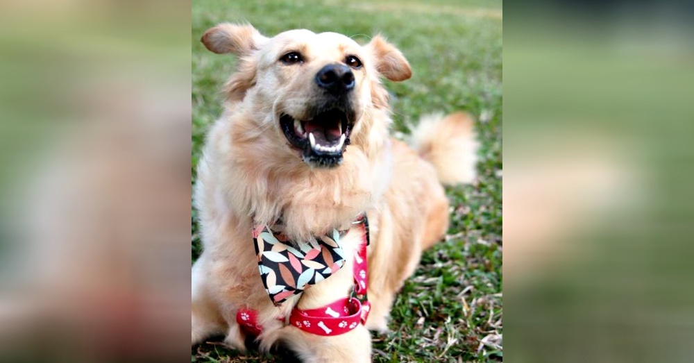 Photo:Petfinder