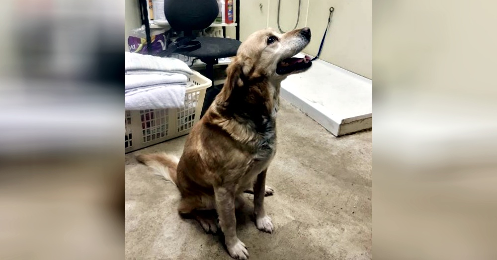 Photo:Petfinder