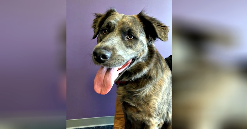 Photo:Petfinder
