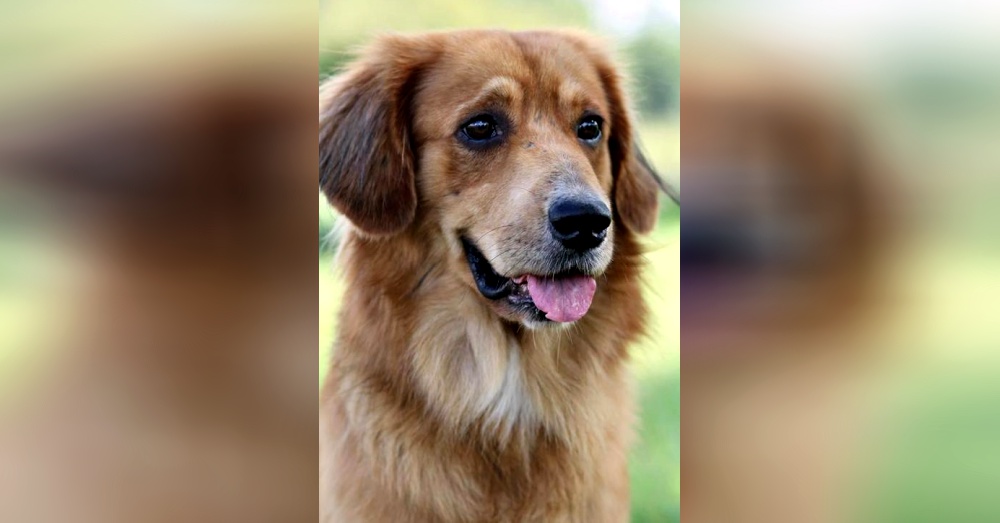 Photo:Petfinder