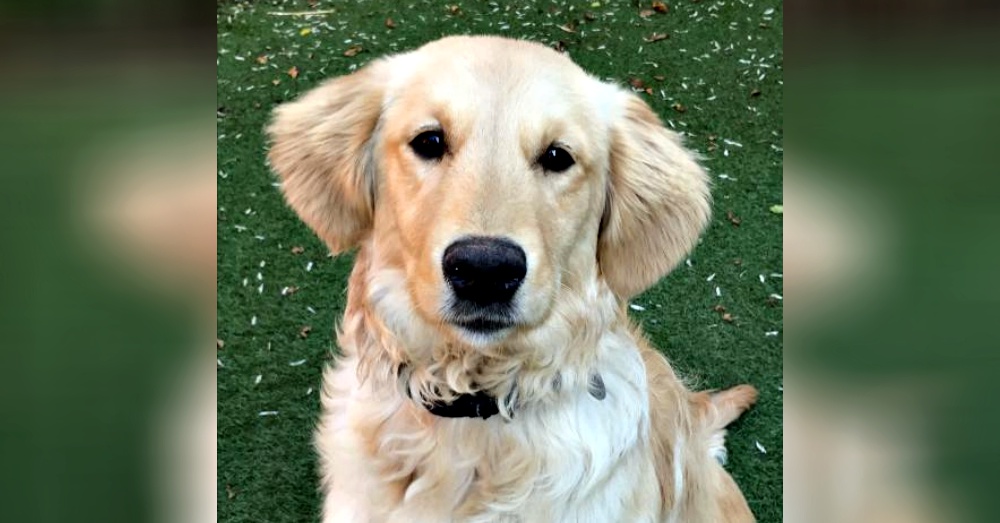 Photo:Petfinder
