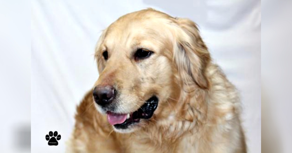 Photo:Petfinder