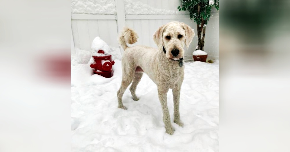 Photo:Petfinder