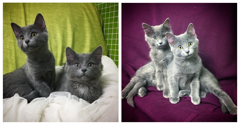 Photo: Facebook/Chatons Orphelins Montréal - COM