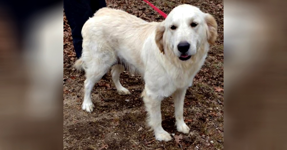 Photo:Petfinder