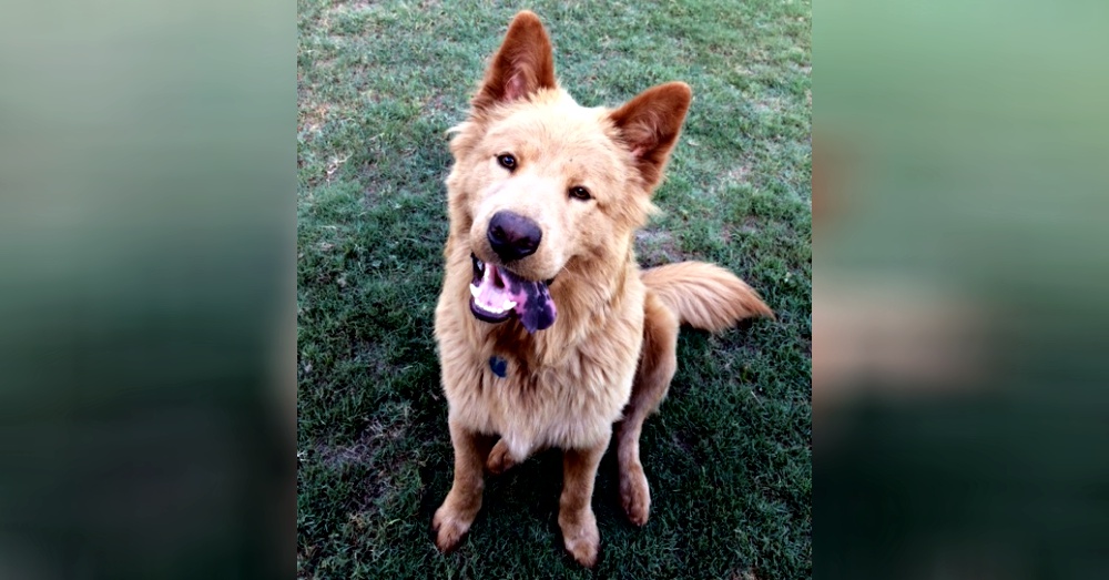 Photo:Petfinder