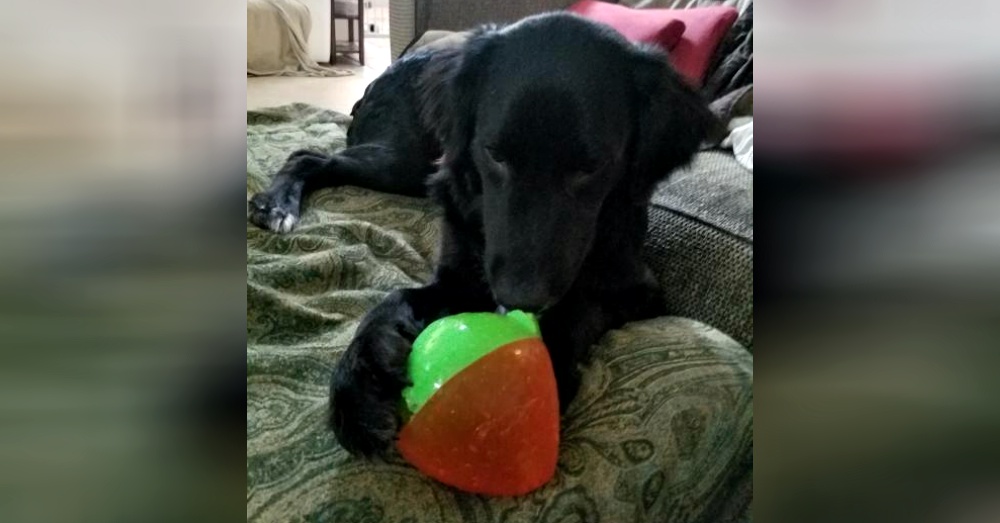 Photo:Petfinder