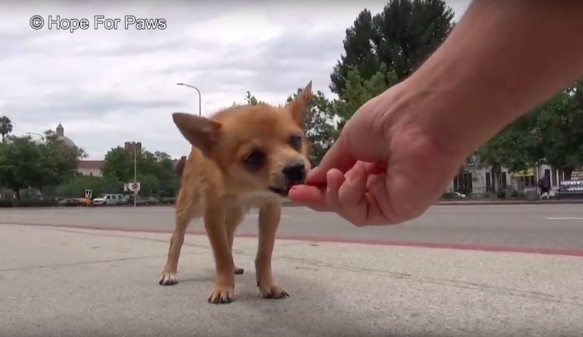 hope for paws