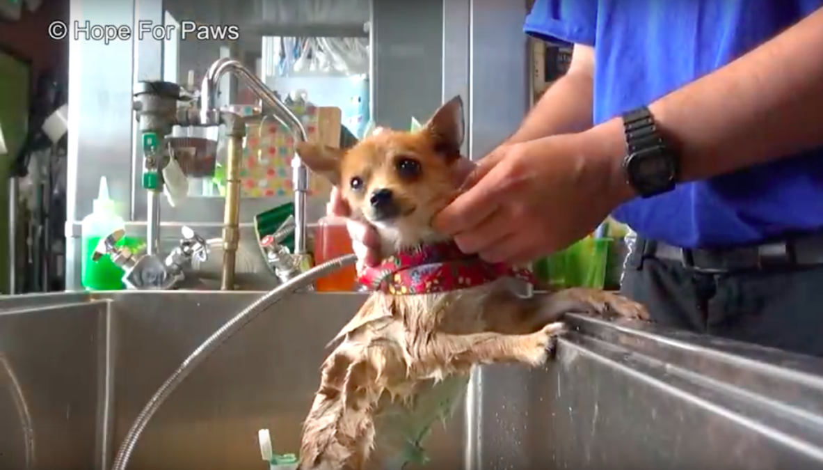 hope for paws