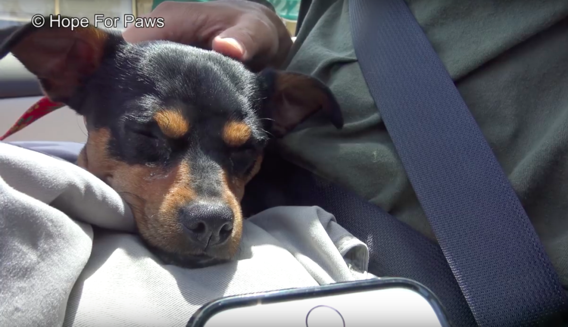 hope for paws