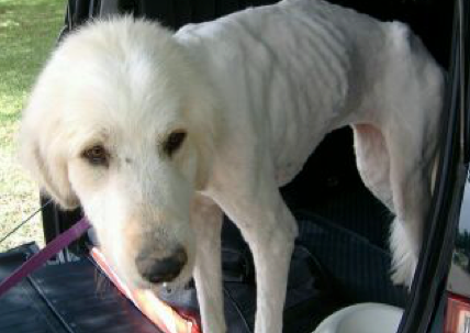 Saving Pyrs In Need, Inc. (SPIN Rescue), Dallas, TX