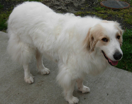 Saving Pyrs In Need, Inc. (SPIN Rescue), Dallas, TX
