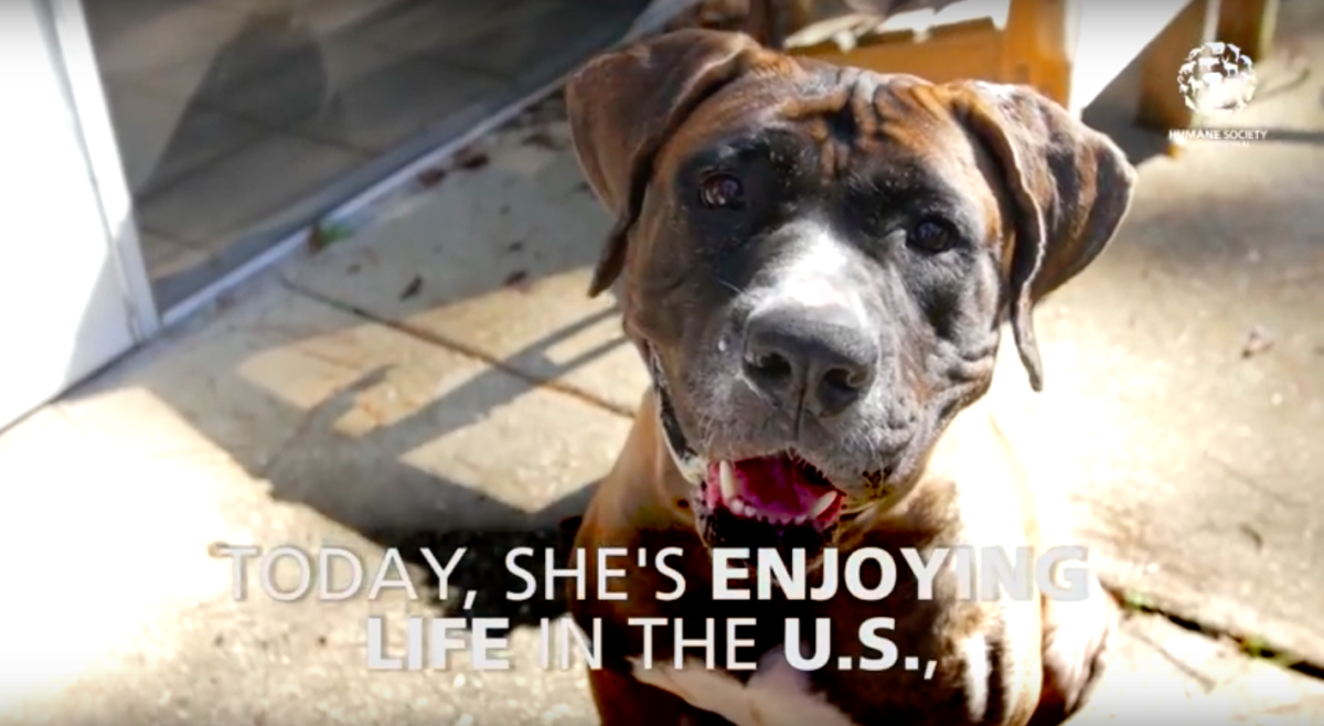 HSUS