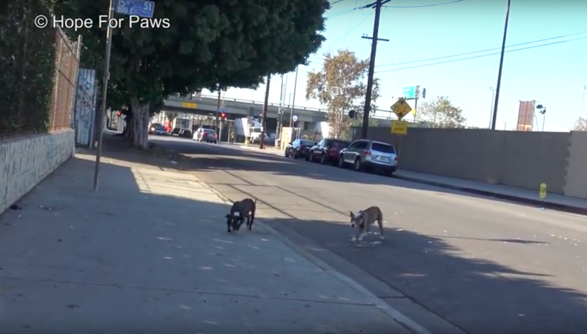 hope for paws