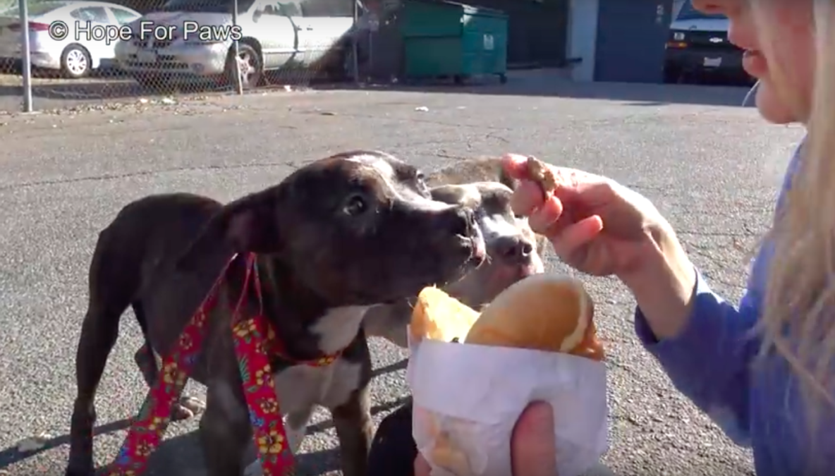 hope for paws