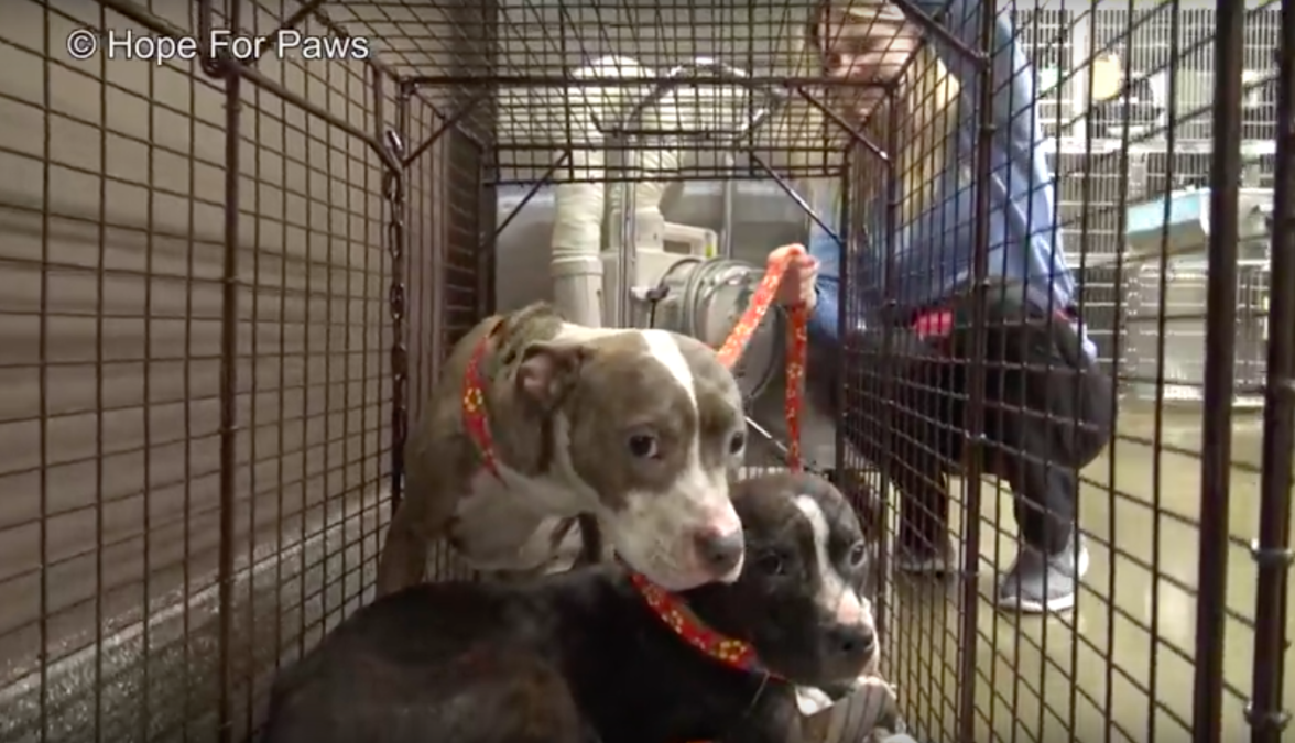hope for paws