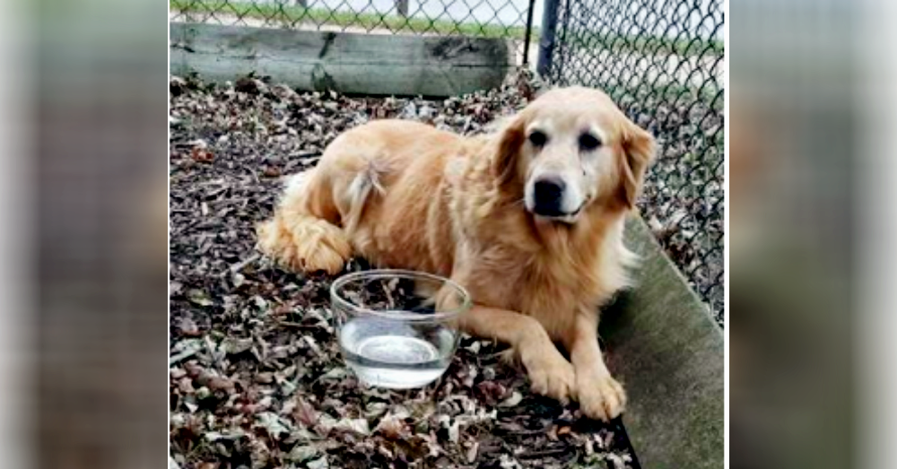Photo:Petfinder