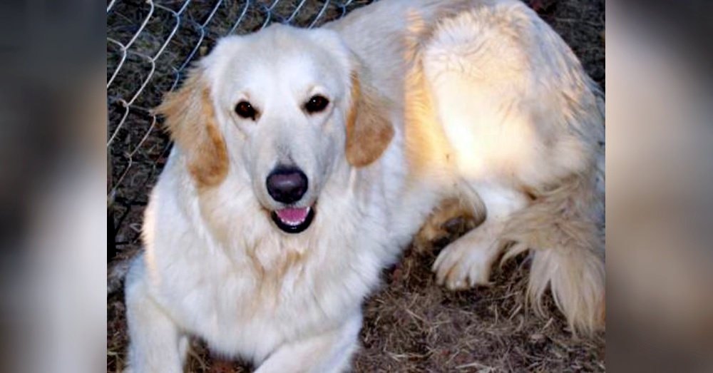 Photo:Petfinder