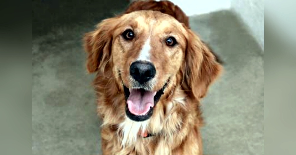 Photo:Petfinder
