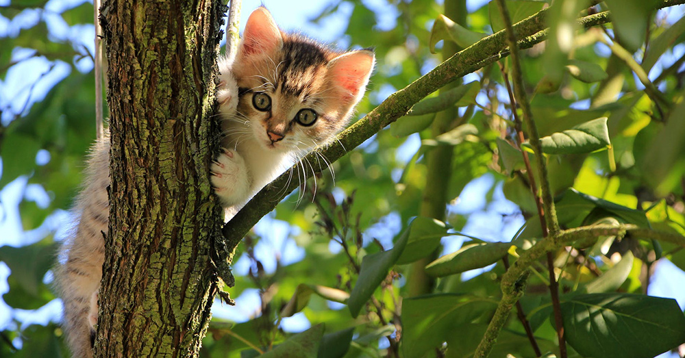Source: Pexels Conservationists say feral cat esitimates gloss over the problem they pose to the enviroment.