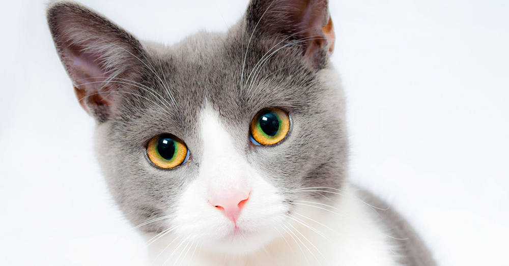 Source: Pexels Is this the face of a killer?