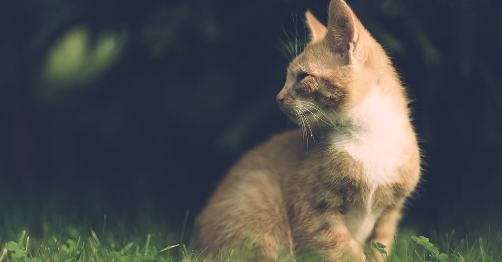 Source: Pexels Feral cats contribute to the deaths of billions of mammals each year.