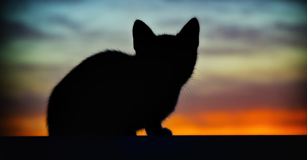 Source: Pexels The humane approach to feral cat populations has long been the trap neuter release (TNR) method.